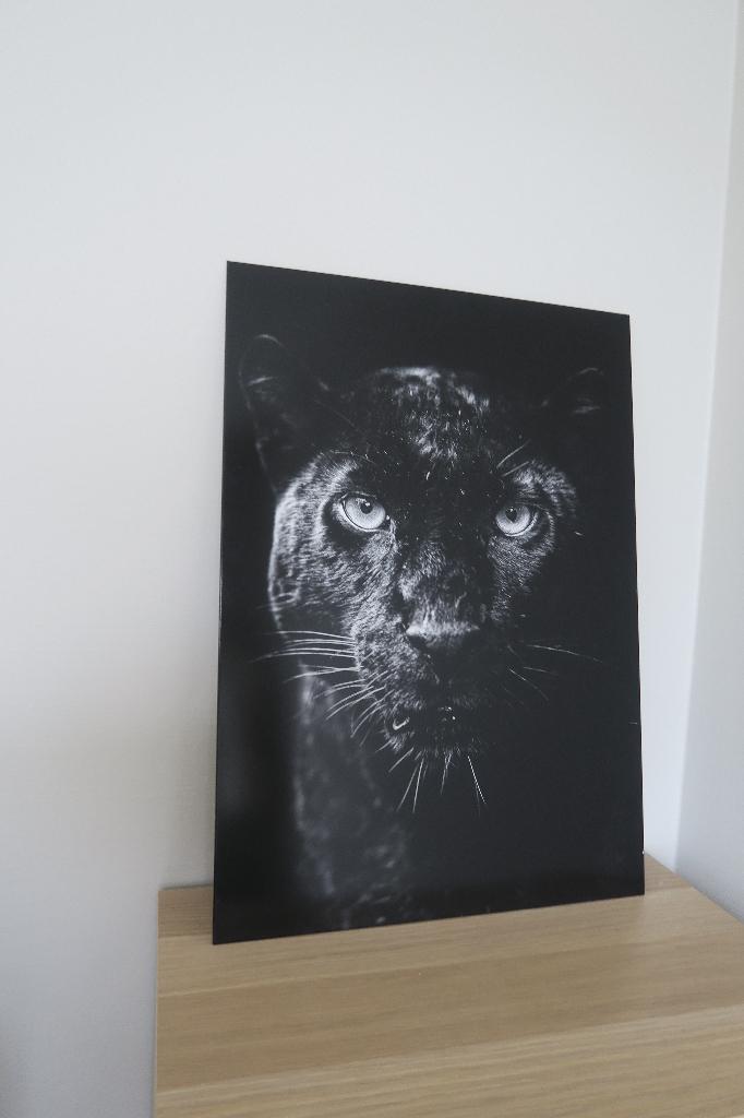 Displate Poster Panter - metaal, Ophalen of Verzenden, A1 t/m A3, Dier of Natuur, Rechthoekig Staand