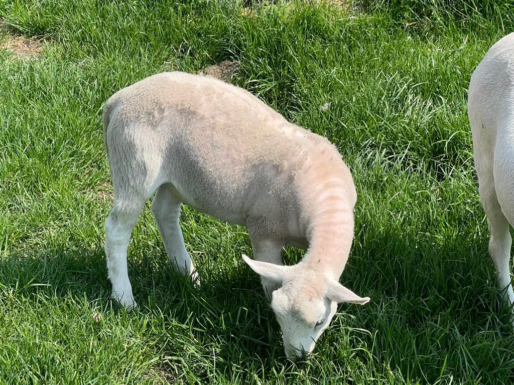 Easy care lammetjes, Dieren en Toebehoren, Schapen, Geiten en Varkens, Schaap, Mannelijk, 0 tot 2 jaar