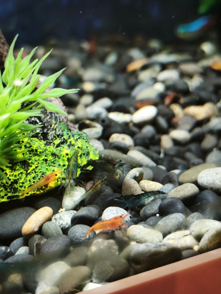 Garnaaltjes oranje en blauw, Animaux & Accessoires, Poissons | Poissons d'aquarium