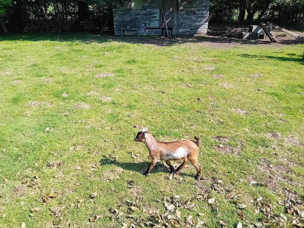Geitjes, Dieren en Toebehoren, Meerdere dieren, Geit