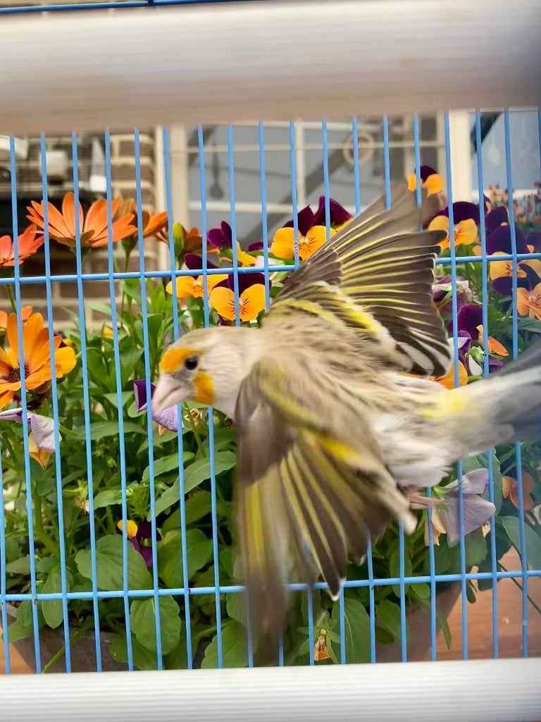 Kruising putter x kanarie pop, Dieren en Toebehoren, Vogels | Kanaries, Vrouwelijk, Bastaard