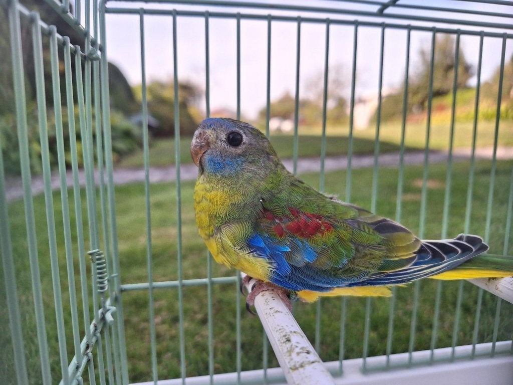 Turquoisine parkiet man, Dieren en Toebehoren, Mannelijk, Parkiet, Geringd