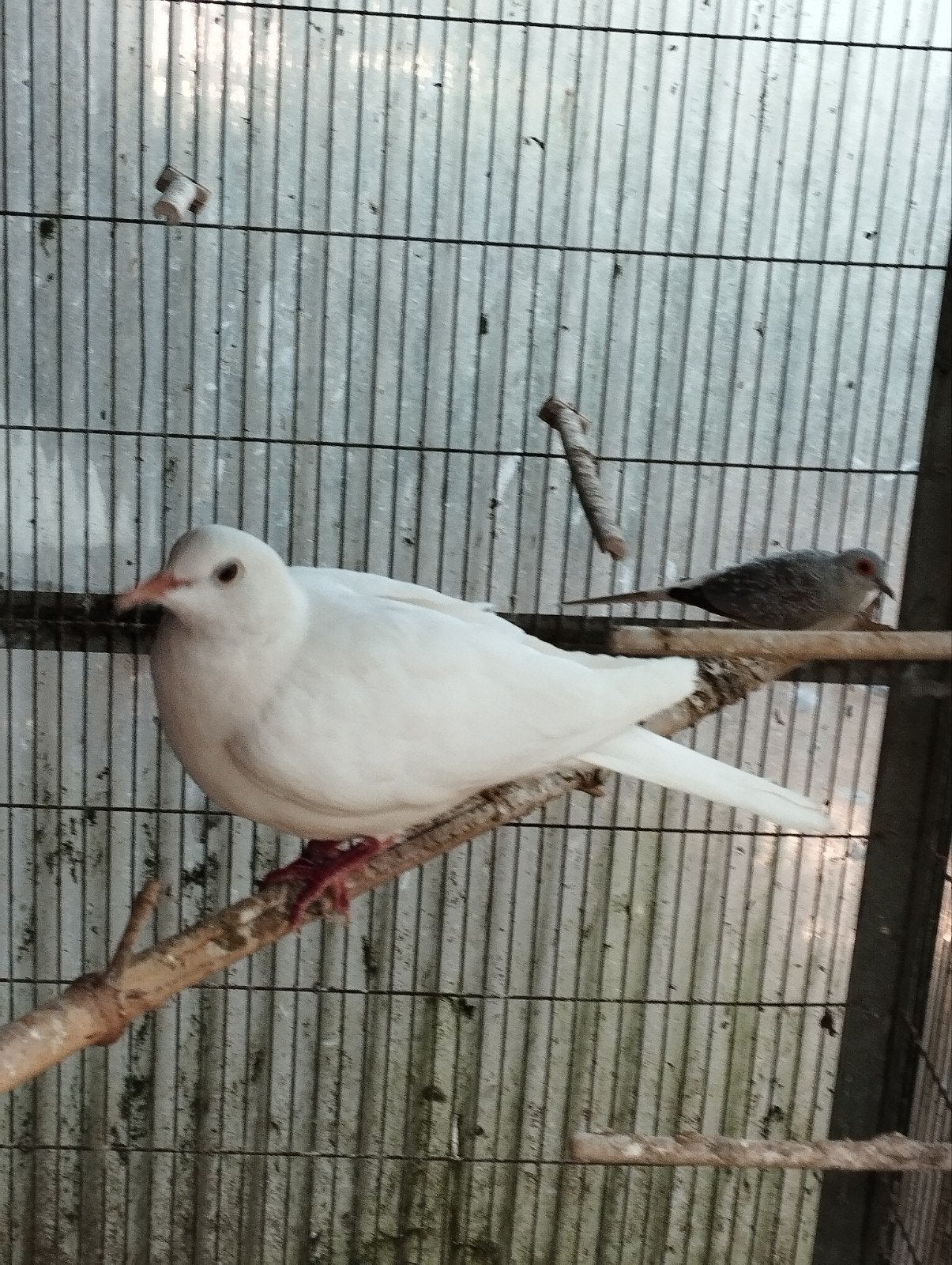lachduifjes, Dieren en Toebehoren, Vogels | Duiven