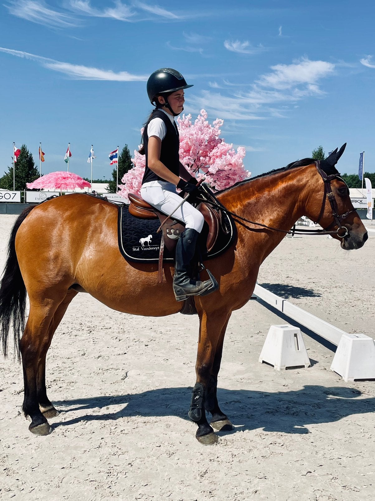 Super brave D pony merrie, Merrie, Springpaard, Minder dan 160 cm, Met stamboom
