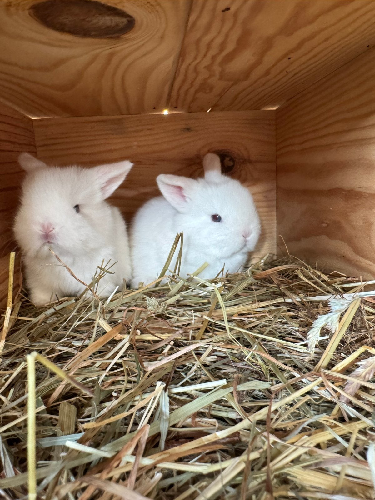 Witte baby minilopjes met blauwe oogjes te reserveren, Plusieurs animaux, Petit, Oreilles tombantes, 0 à 2 ans