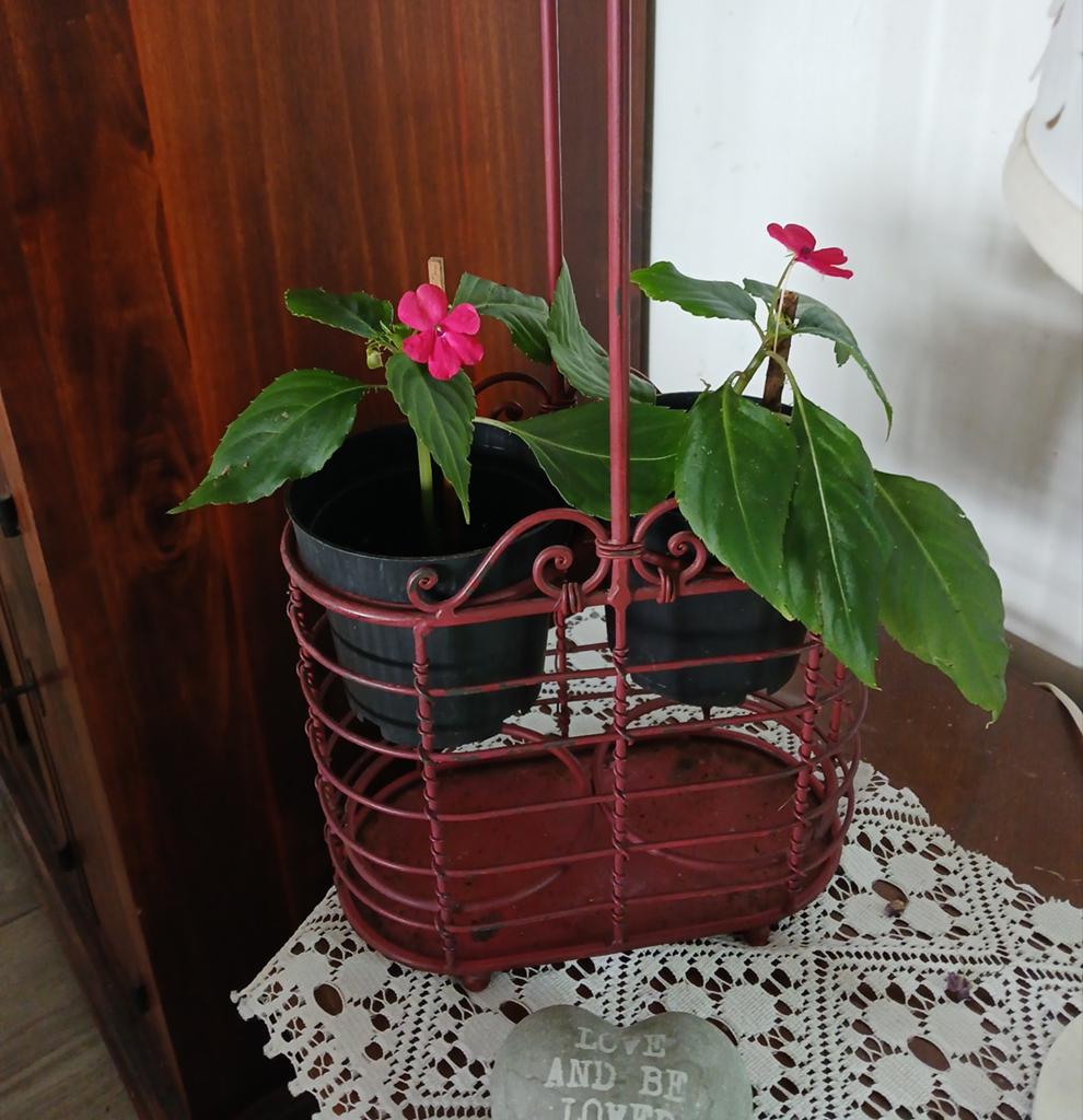Plantes "impatientes" sur présentoir, Enlèvement