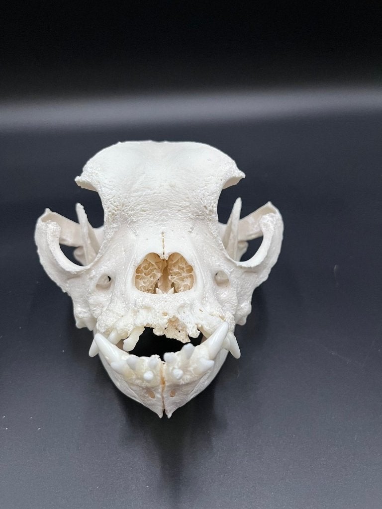Schedel hond - Engelse Bulldog, Enlèvement ou Envoi, Neuf, Chien ou Chat, Crâne