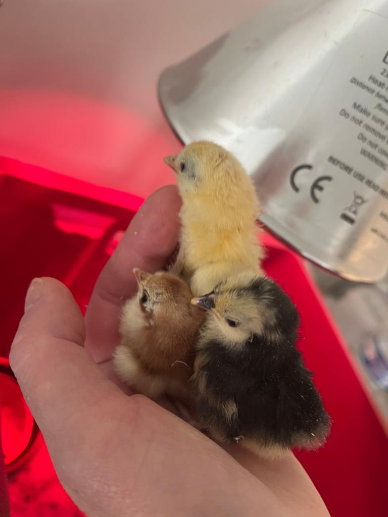 Serama kuikens, Dieren en Toebehoren, Pluimvee, Geslacht onbekend