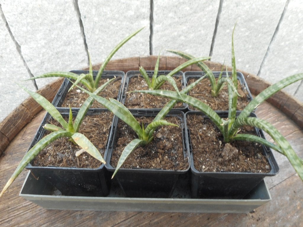 planten, Été, Plante fixe, Mi-ombre, Enlèvement ou Envoi