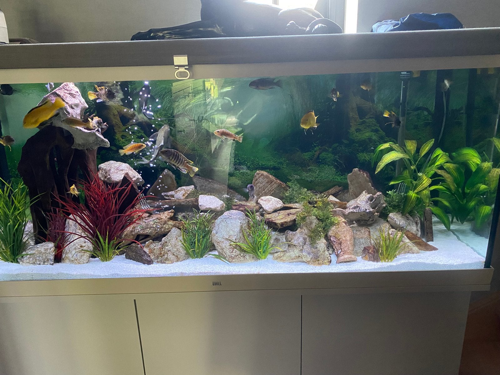 Aquarium volledig, Ophalen, Gevuld zoetwateraquarium, Zo goed als nieuw, Inclusief deksel