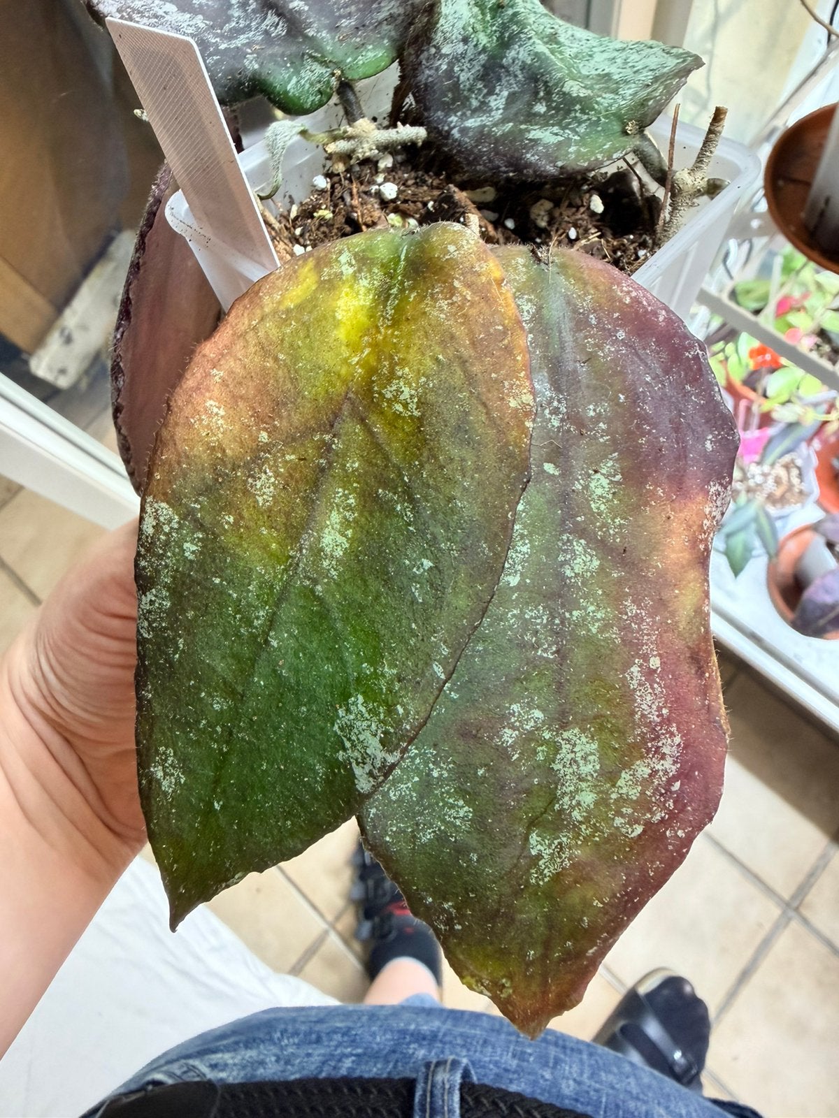 Hoya pakket (5hoya’s), Maison & Meubles, Plantes d'intérieur, Envoi