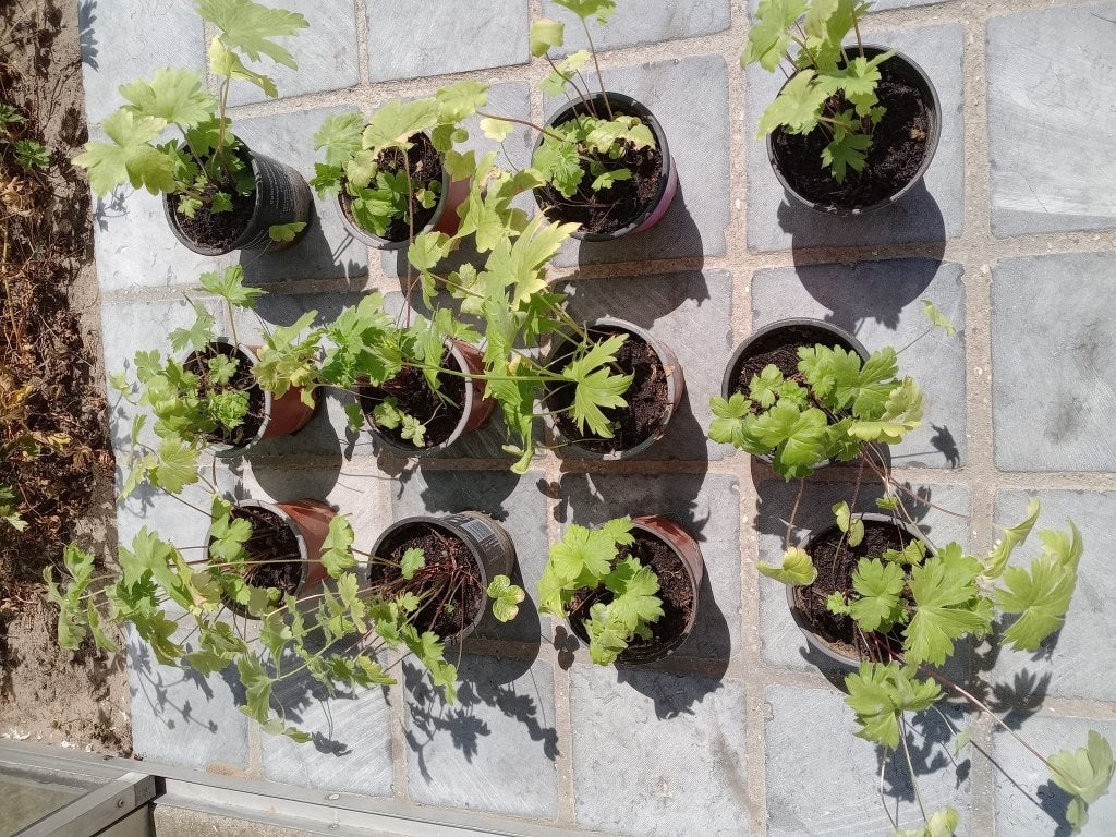 TE KOOP: Jonge plantjes Ridderspoor (Delphinium) /paars, Tuin en Terras, Planten | Tuinplanten, Volle zon, Vaste plant, Zomer