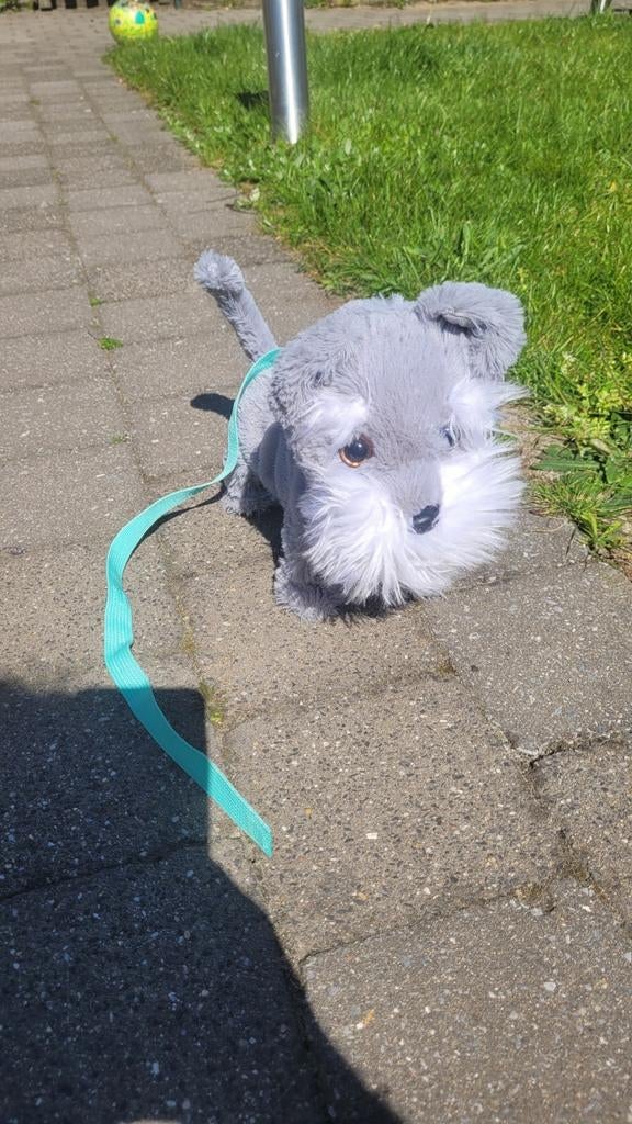 Lopende hond tilly, Enlèvement, Chien