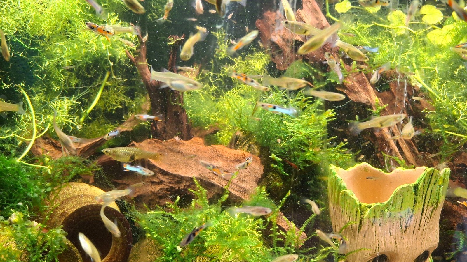 Endler guppy  mix .