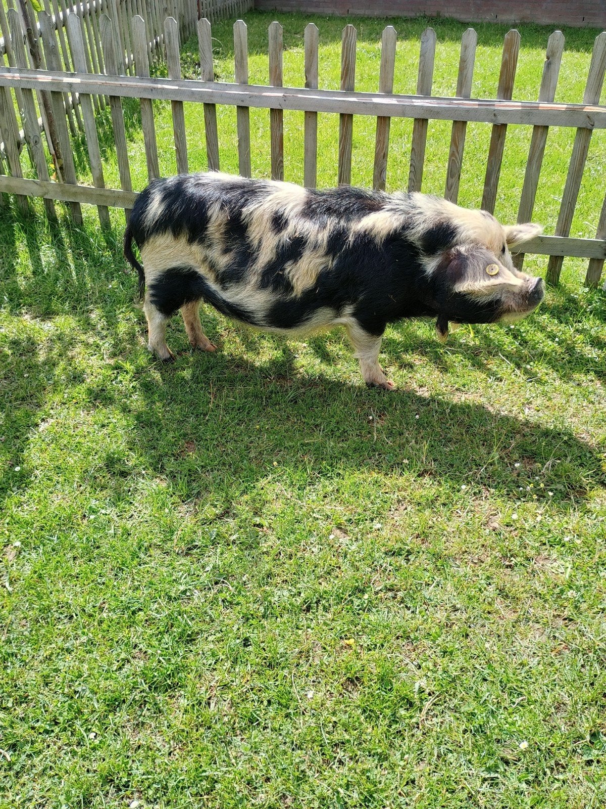 Kune kune zeugjes 3 jaar, Dieren en Toebehoren, Vrouwelijk, Varken, 3 tot 5 jaar