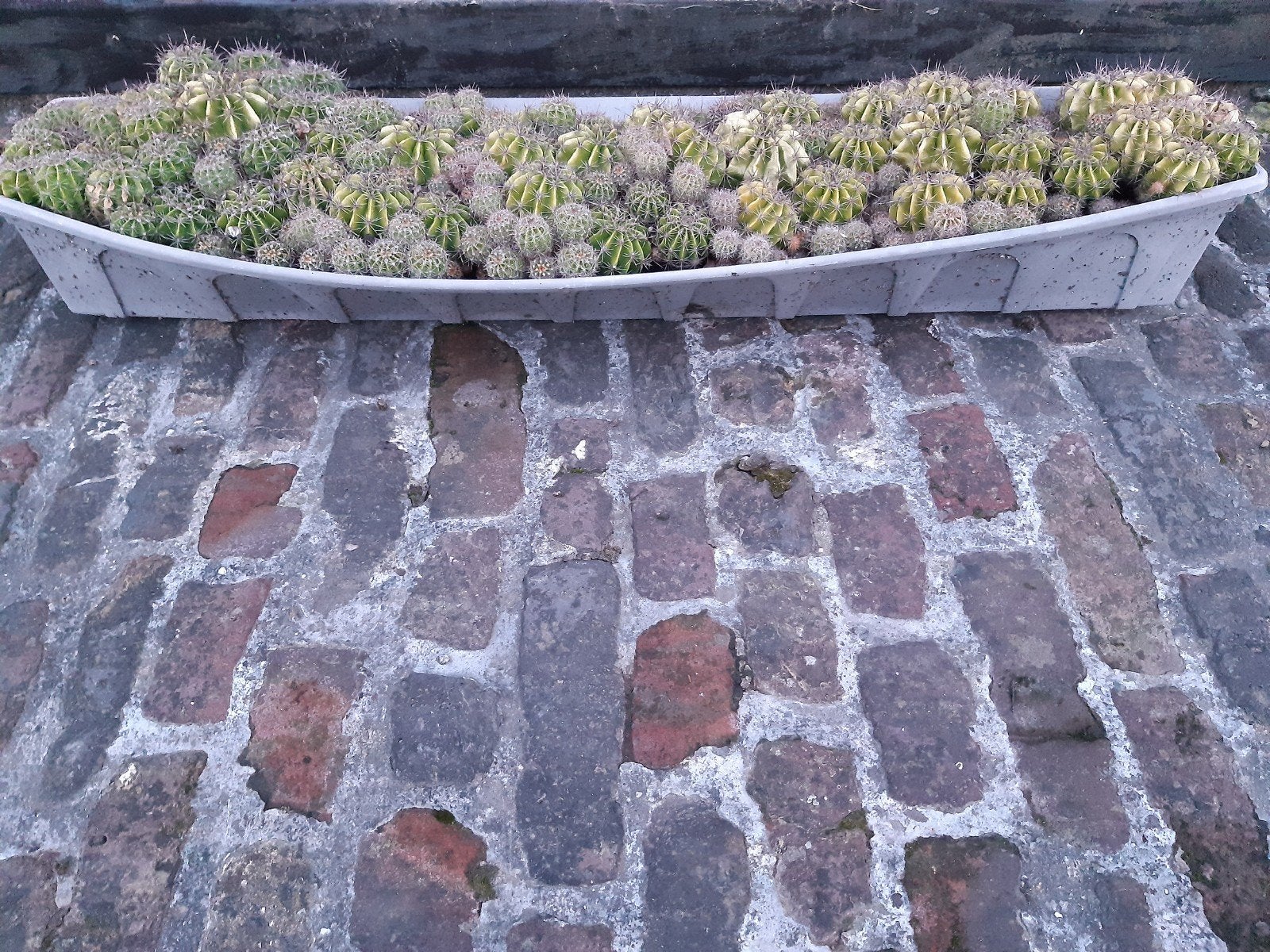 Cactussen, Tuin en Terras, Ophalen