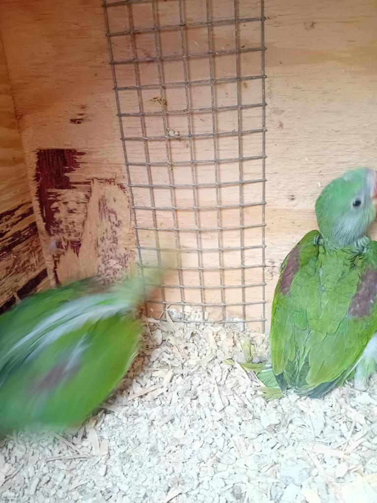 Alexander parkiet, Meerdere dieren, Parkiet, Geringd
