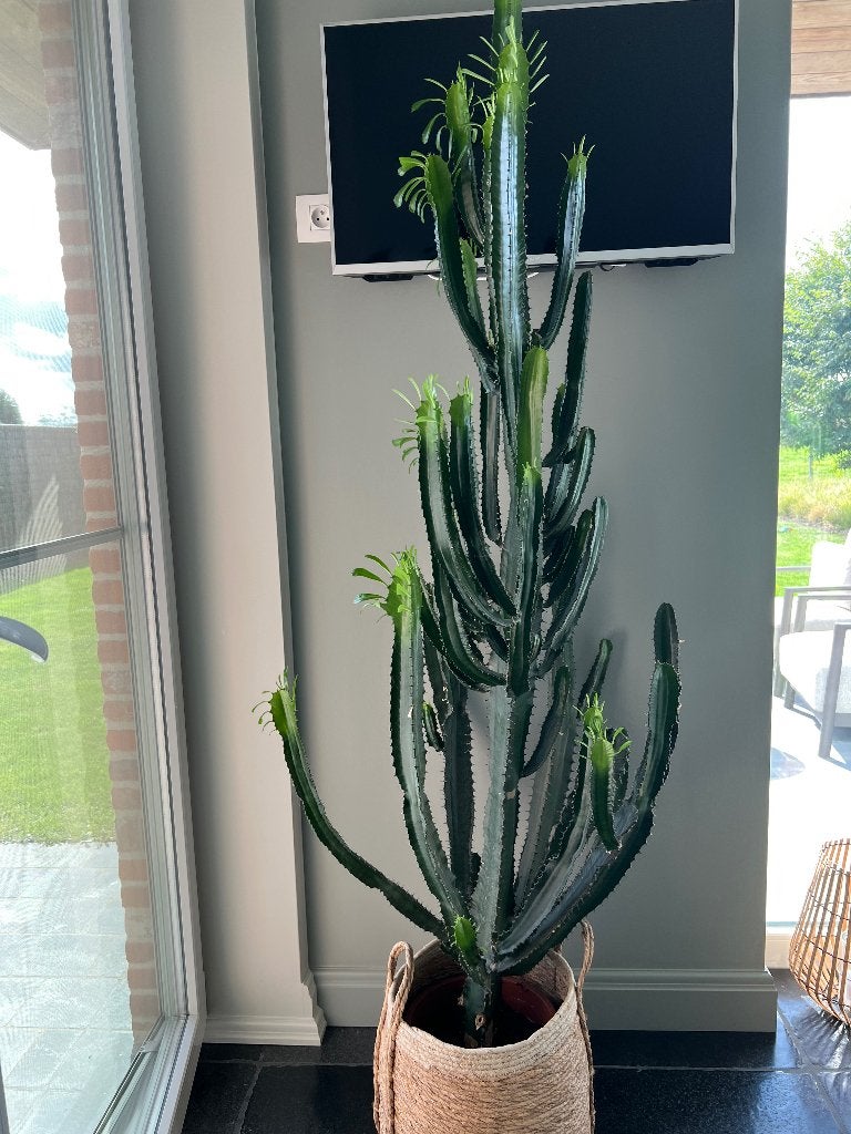 Grote cactus, Ophalen, Halfschaduw, Cactus, 150 tot 200 cm