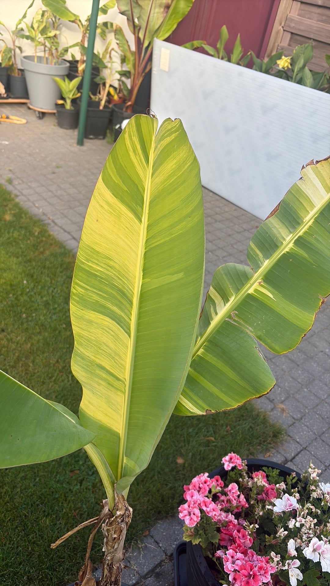 Musa papua, Tuin en Terras, Volle zon, Vaste plant, Zomer, Ophalen