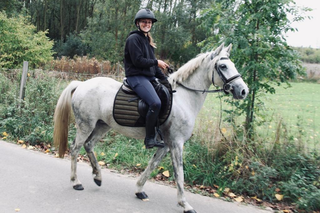 Connemara merrie D-pony, Jument, B