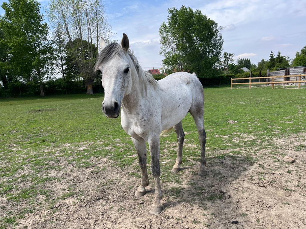 Haras, Étalon
