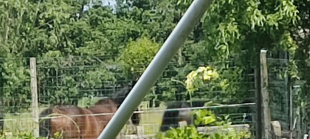 weide met stalling te huur, Mise à l'étable, 2 ou 3 chevaux ou poneys