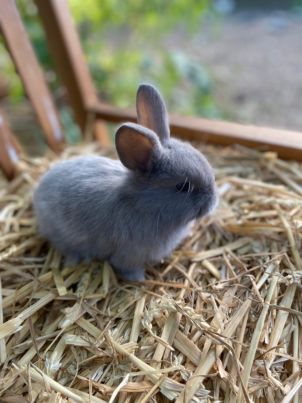 Dwergkonijn - vrouwtje, Dieren en Toebehoren, Vrouwelijk, Dwerg, 0 tot 2 jaar