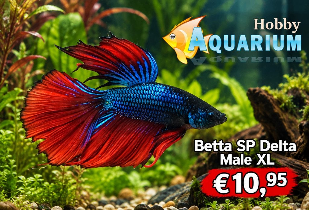 Hobbyaquarium Betta SP Super Delta XL Male / man, Dieren en Toebehoren, Vis, Zoetwatervis