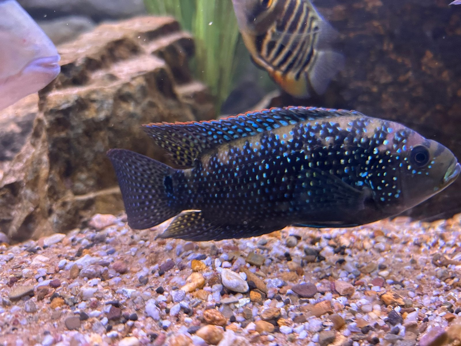 Amerikaanse cichlide te koop, Animaux & Accessoires, Poissons | Poissons d'aquarium