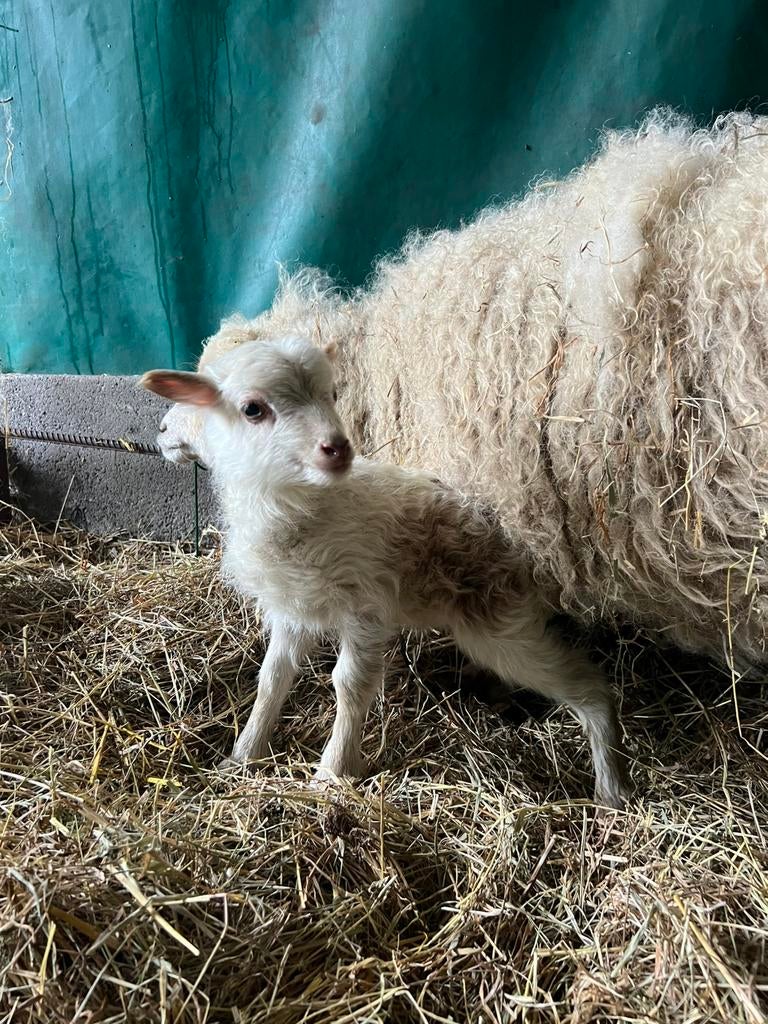 Ouessant wit bruin schimmel ramlam te reserveren, Mâle, Mouton, 0 à 2 ans