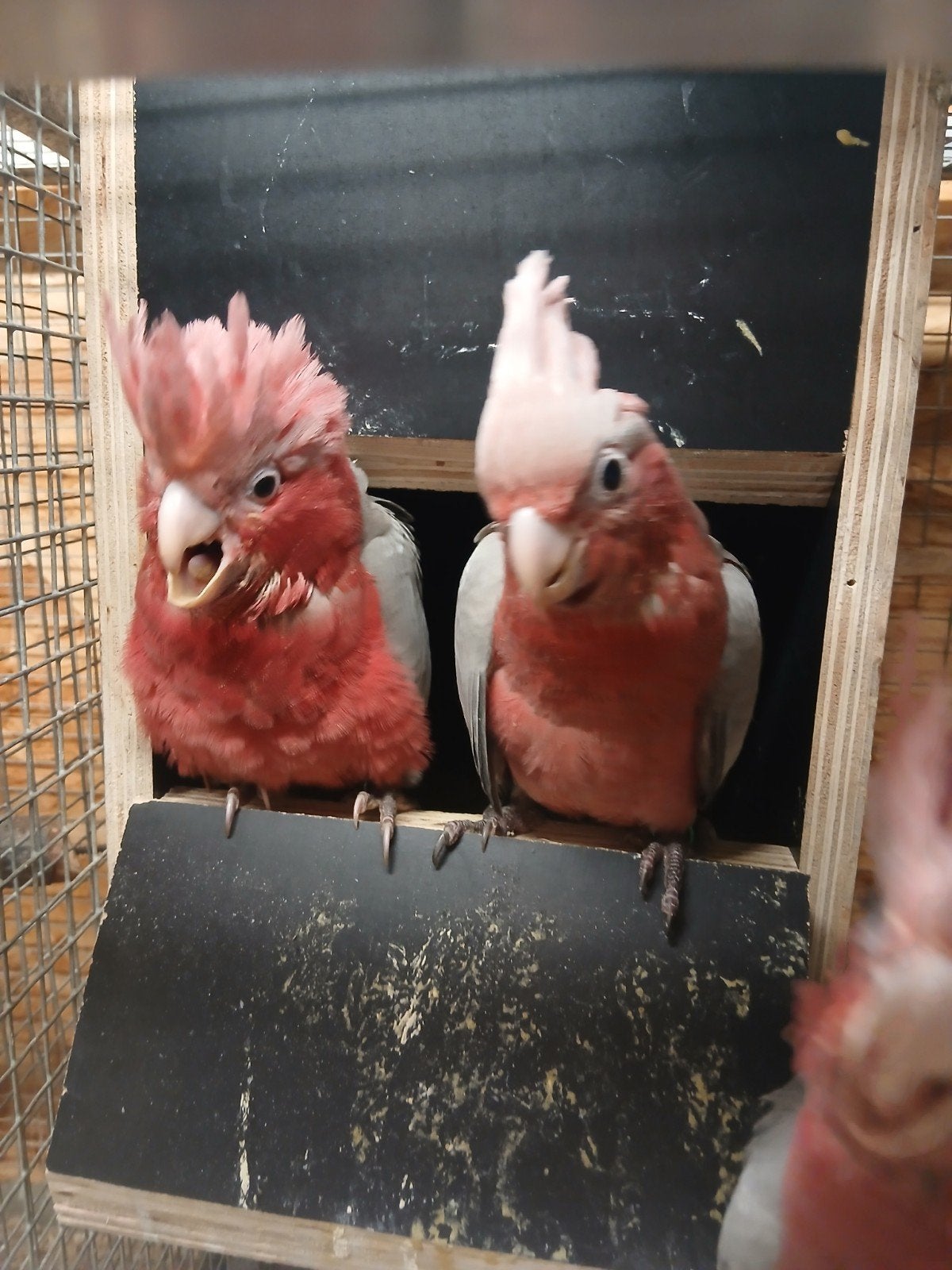Roze kaketoes voor handopfok, Dieren en Toebehoren, Vogels | Parkieten en Papegaaien, Geslacht onbekend, Papegaai, Geringd
