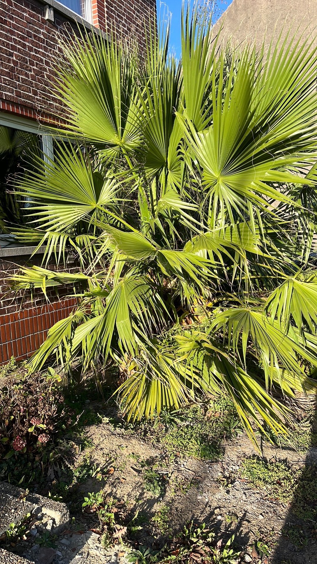 Palmboom gratis, Tuin en Terras, Ophalen