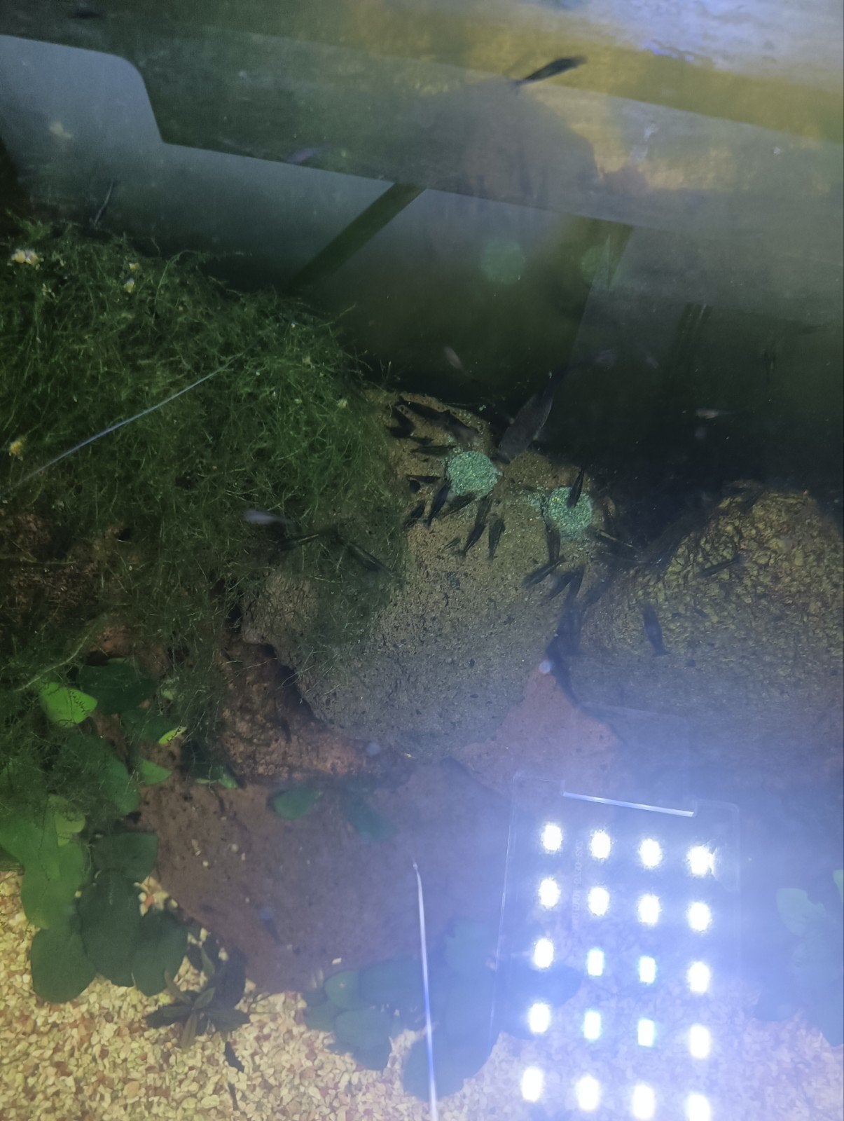greenjade garnalen/baby guppy's, Dieren en Toebehoren, Kreeft, Krab of Garnaal, Zoetwatervis, Schoolvis
