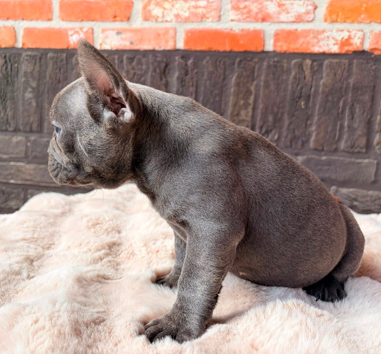 Franse bulldog pups, Dieren en Toebehoren, België, CDV (hondenziekte), 8 tot 15 weken, Bulldog