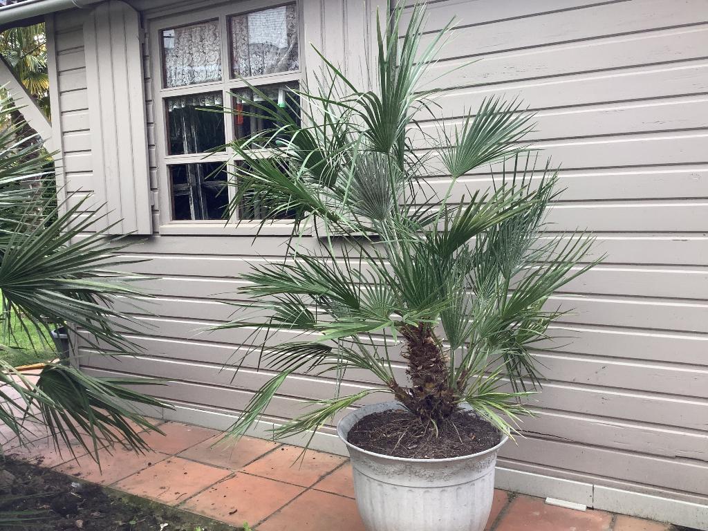 Palmboom Chamaerops Humilis, Ophalen, Volle zon