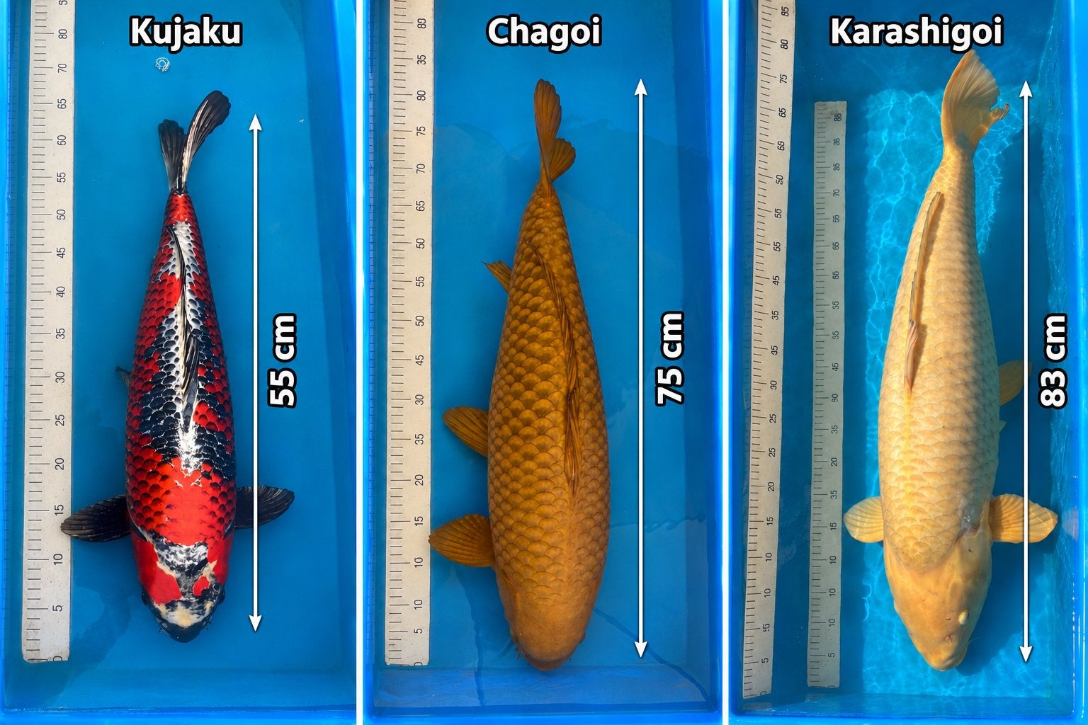 HQ jumbo japanse koi, Animaux & Accessoires, Carpe ou Koï