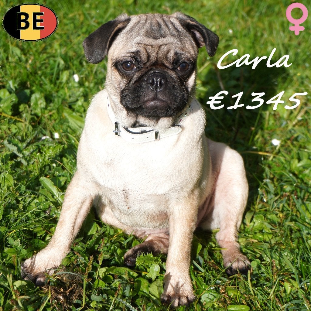 Cami & Carla, Carlins à vendre (femelles), 15 semaines à 1 an, Commerçant, Maladie de Carré (chiens), Belgique