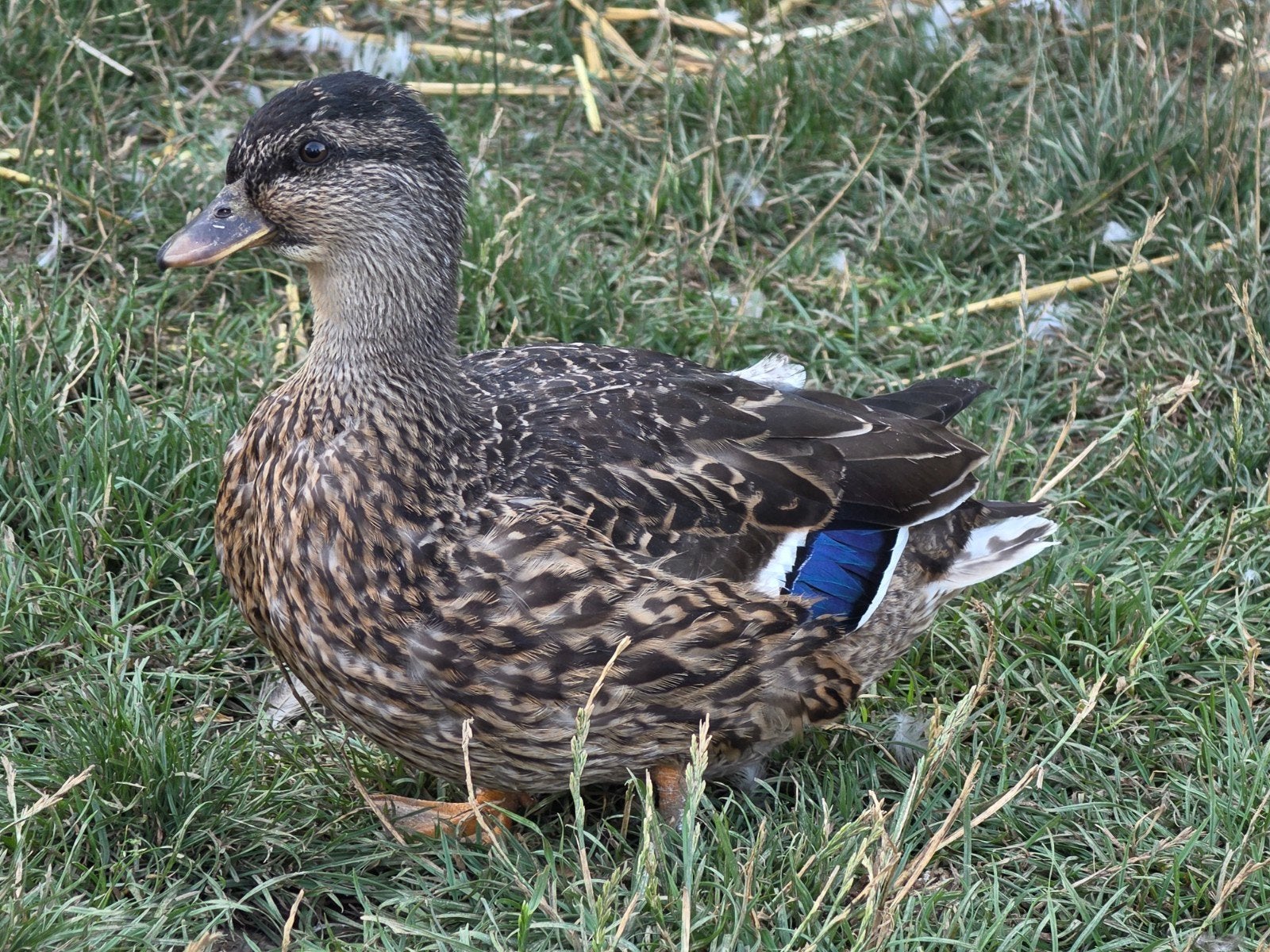 Hollandse kwaker koppels, Dieren en Toebehoren, Pluimvee