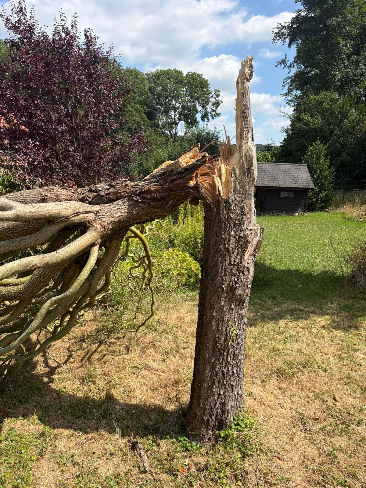 Saule tortueux pour bois de chauffage, Moins de 3 m³, Enlèvement, Autres essences de bois, Branches