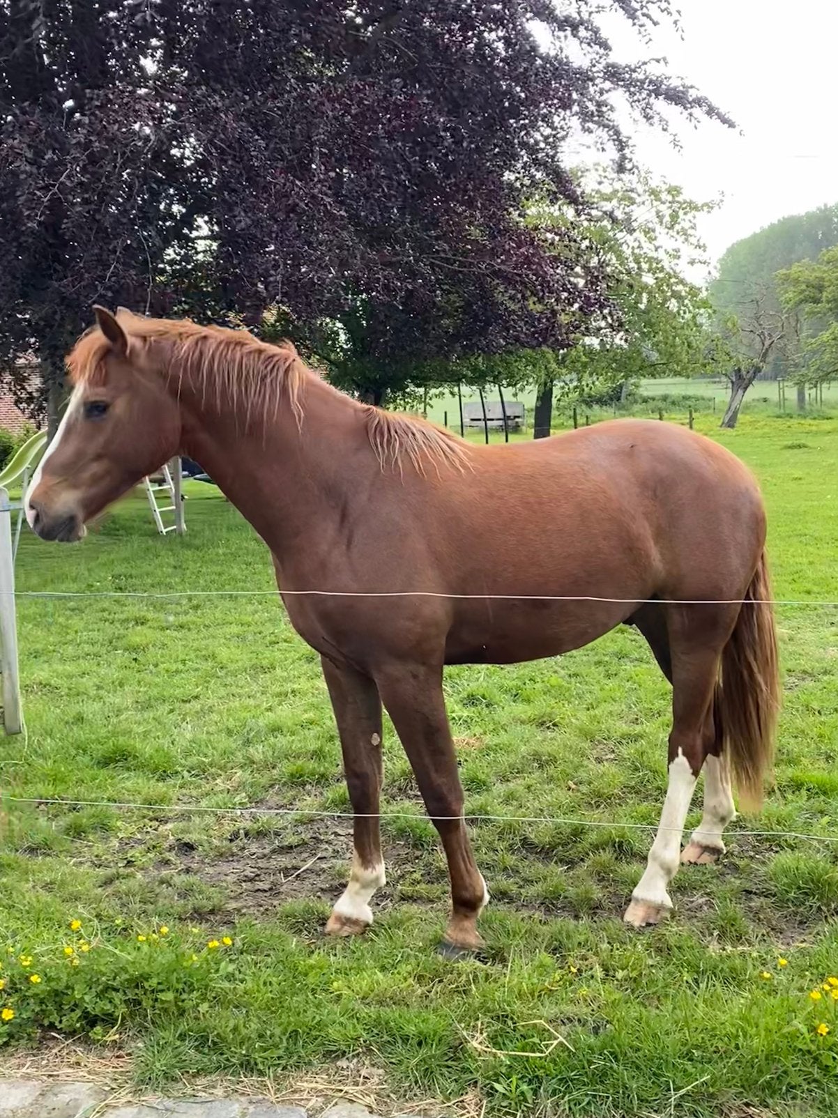 Franches-Montagnes, Freiberger, Dieren en Toebehoren, Paarden, Met stamboom, Ruin, 0 tot 2 jaar, Onbeleerd