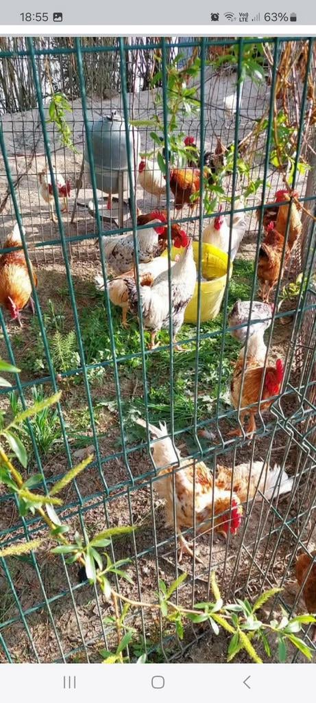 Coq coloré de +- 1an