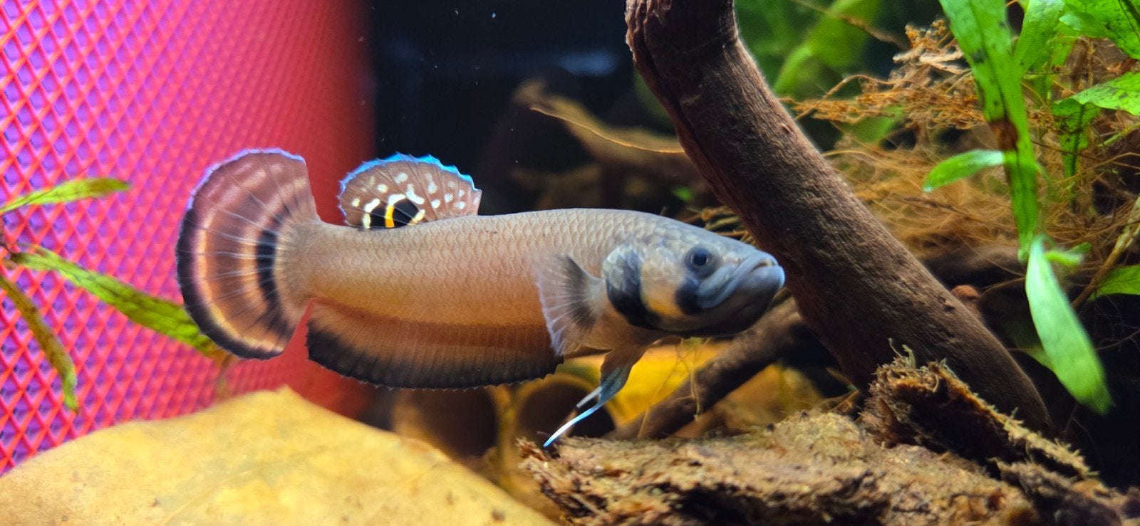 Wilde betta Macrostoma, Vis, Zoetwatervis