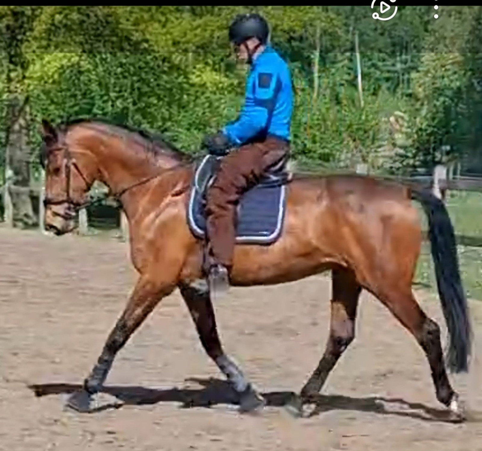 Cheval de dressage, Animaux & Accessoires, Jument