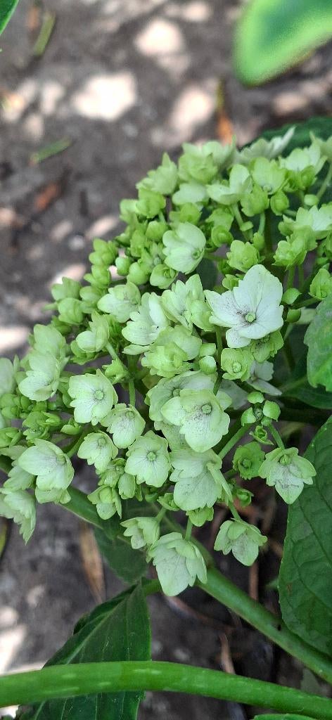 Hortensia's,Annabelle in grote terracotta bloembakken, Tuin en Terras, Vaste plant, Halfschaduw, Zomer, Ophalen
