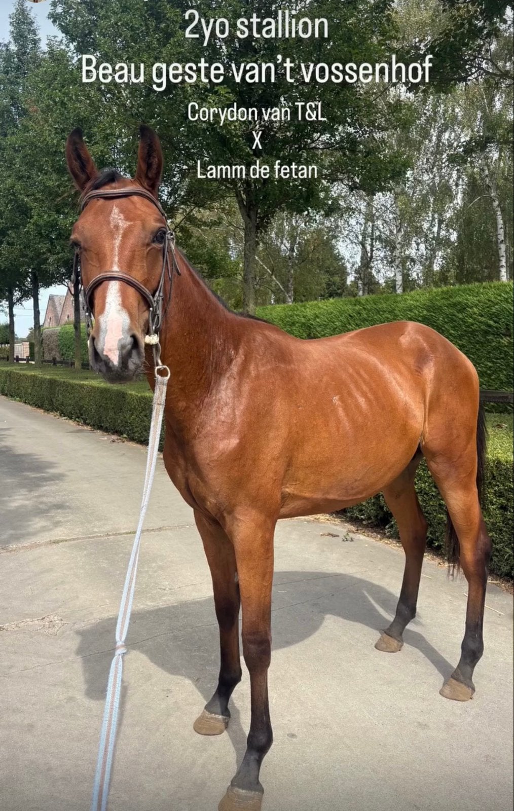 2 jarige hengst, Dieren en Toebehoren, Hengst, L