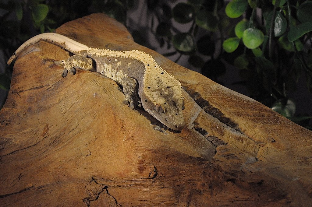 Wimpergekko 02, Animaux & Accessoires, Reptiles & Amphibiens, Autres espèces, 0 à 2 ans