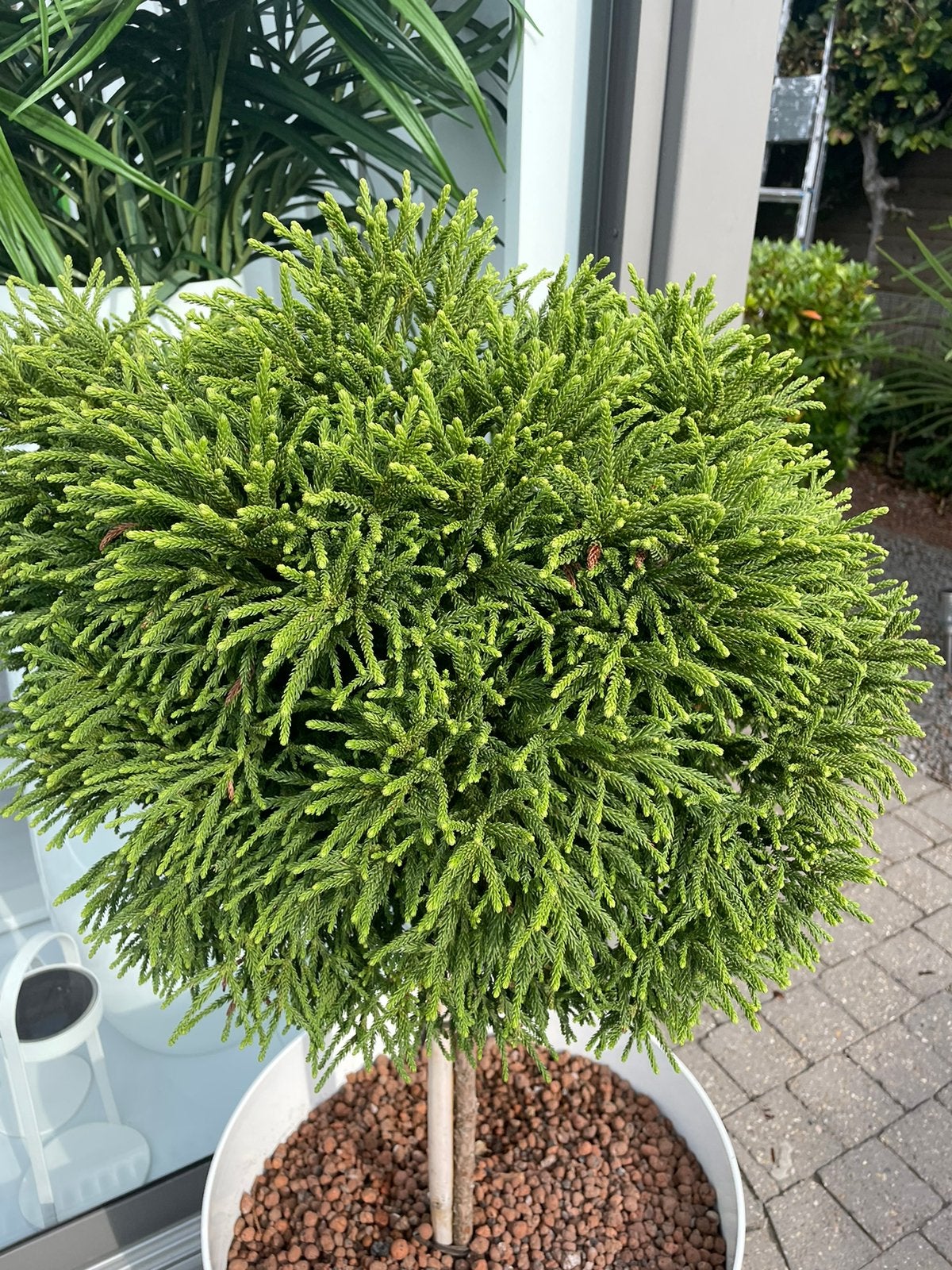 Boom met pot, Tuin en Terras, Ophalen