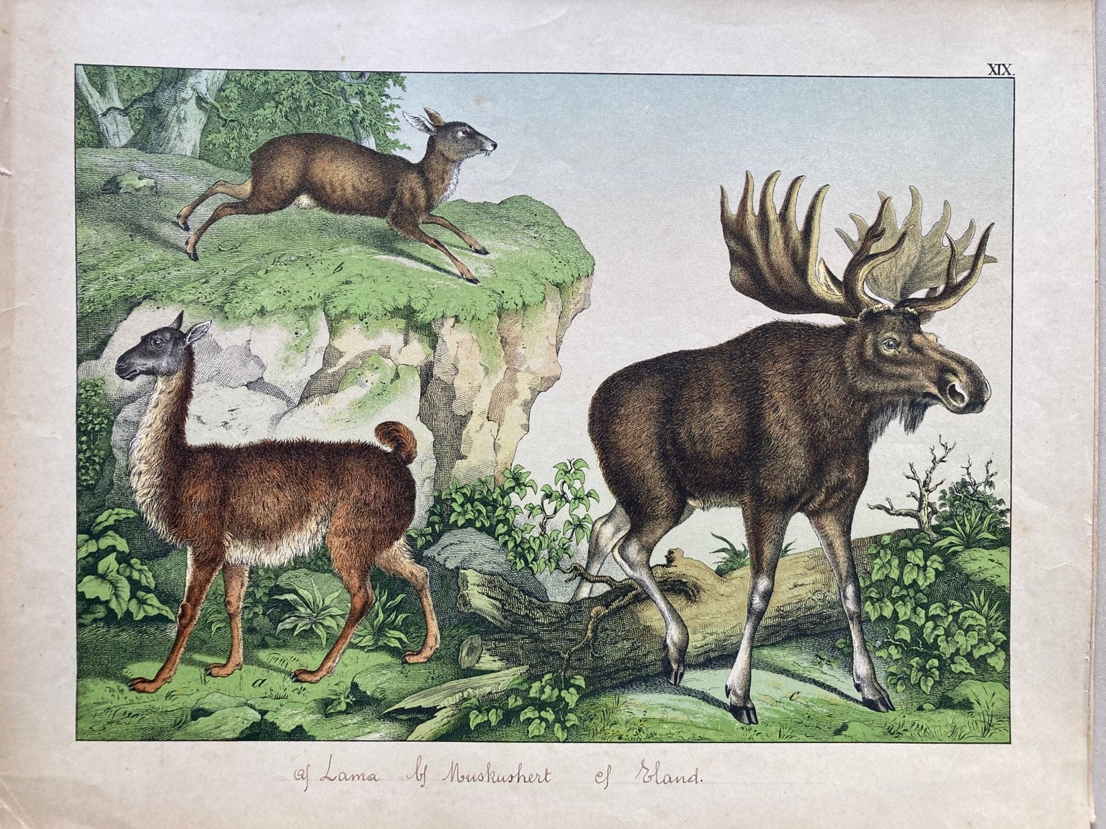 Verzameling orig. chromolithografiëen Schreiber 1886, Antiek en Kunst, Ophalen of Verzenden