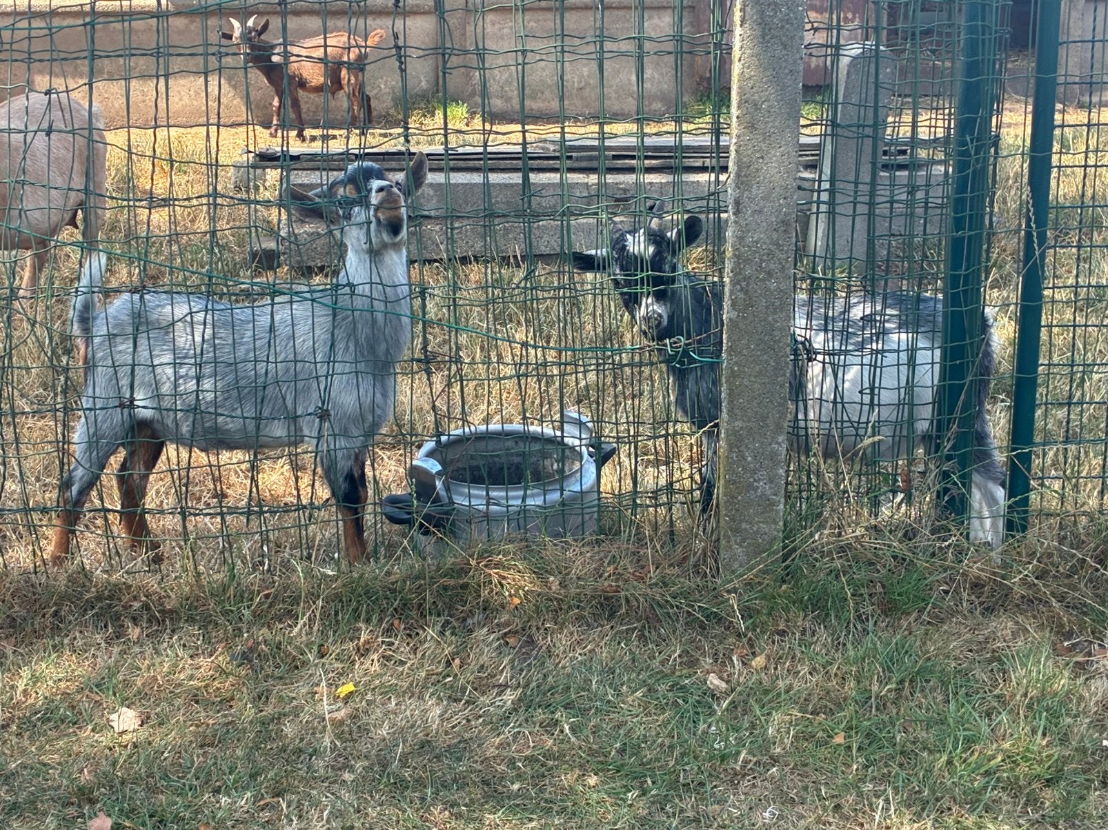 Dekbokj grijs. Tan, Dieren en Toebehoren