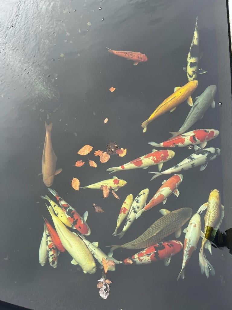 Koi vissen, Animaux & Accessoires, Poissons | Poissons d'étang, Carpe ou Koï